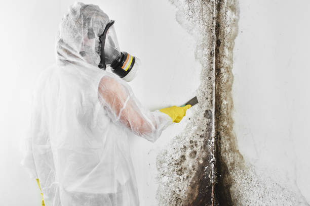 Best Mold Remediation for Specific Building Types in Saks, AL