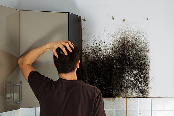 Best Preventive Mold Services in Saks, AL