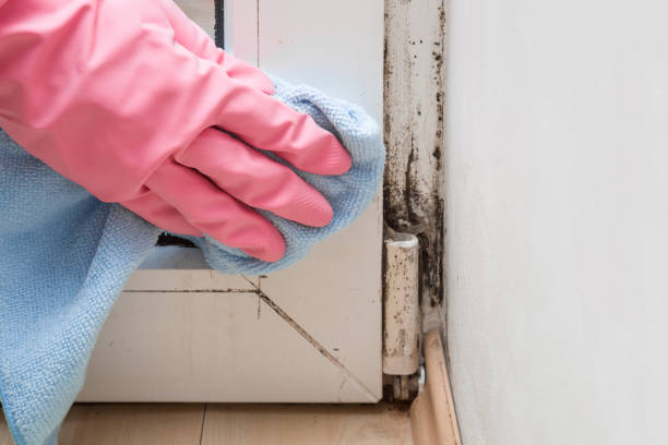 Best DIY Mold Remediation Support Services in Saks, AL